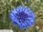 CORNFLOWER CLASSIC FANTASTIC - 20 SEEDS Carousel 1