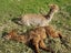 Pet Female and cria Carousel 7