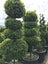 BUXUS TOPIARY Carousel 7
