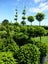 BUXUS TOPIARY Carousel 6