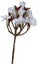 Plumeria Spray (Frangipani) / White Carousel 1