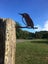 WOOD PIGEON METALBIRD ( KERERU ) Carousel 4