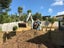 Digger Hire + Tipper Truck 8.7ton Carousel 15