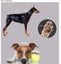 80cm - Length Stripe knit- Lge Dog jumper - 4XL Carousel 4