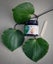 Kawakawa and UMF 15+ Manuka Honey Skin Balm (Bee Kind) Carousel 6