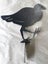 Pukeko for your Garden or Lawn Carousel 3