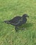 Pukeko for your Garden or Lawn Carousel 1