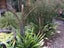 BULLRUSH - RAUPO REED PLANT 1 metre tall Carousel 6