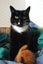 Lost - Black & White DSH Female (Raven) Carousel 1