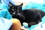Lost - Black & White DSH Female (Raven) Carousel 2