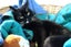 Lost - Black & White DSH Female (Raven) Carousel 3