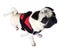 Dog Harness Medium* Carousel 4