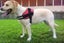 Dog Harness Medium* Carousel 3