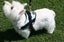 Dog Harness Medium* Carousel 1