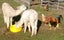 Alpacas for sale Carousel 4
