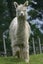 Alpacas for sale Carousel 5
