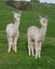 Alpacas for sale Carousel 6