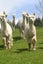 Alpacas for sale Carousel 7