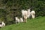 Alpacas for sale Carousel 8