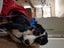 Akld, near nthwestern Lincoln Rd exit: 18 mth old tri-colour heading dog Carousel 13