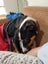 Akld, near nthwestern Lincoln Rd exit: 18 mth old tri-colour heading dog Carousel 8