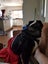 Akld, near nthwestern Lincoln Rd exit: 18 mth old tri-colour heading dog Carousel 11
