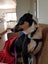 Akld, near nthwestern Lincoln Rd exit: 18 mth old tri-colour heading dog Carousel 12
