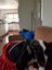 Akld, near nthwestern Lincoln Rd exit: 18 mth old tri-colour heading dog Carousel 14