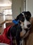 Akld, near nthwestern Lincoln Rd exit: 18 mth old tri-colour heading dog Carousel 15