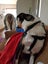 Akld, near nthwestern Lincoln Rd exit: 18 mth old tri-colour heading dog Carousel 10