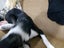 Akld, near nthwestern Lincoln Rd exit: 18 mth old tri-colour heading dog Carousel 6