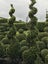 BUXUS TOPIARY Carousel 8