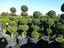 BUXUS TOPIARY Carousel 9
