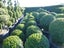 BUXUS TOPIARY Carousel 1