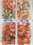Pink/Grey Oyster & Shiitake, Turkey Tail and more Mushroom Spawn Carousel 7