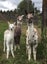 Pet Female and cria Carousel 8