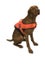 Dog Hi Vis safety Vest Carousel 1