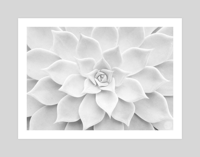 White Succulent Art Print Carousel 1