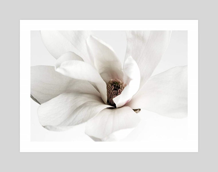 White Magnolia Art Print Carousel 1
