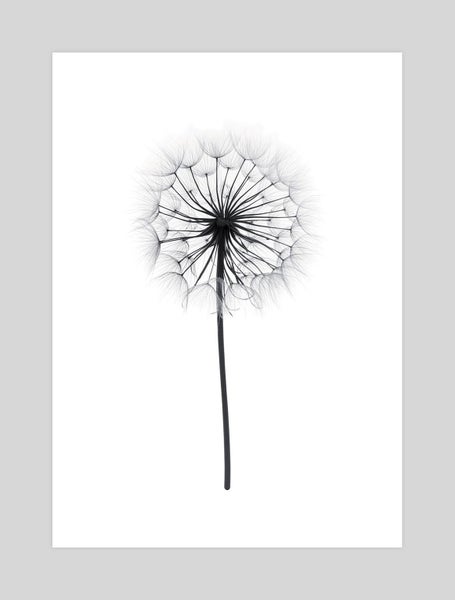Dandelion Art Print Carousel 1