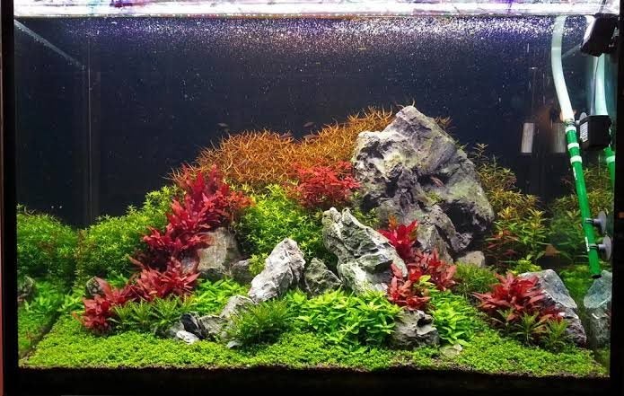 Estimative Index (EI) Aquarium Dosing Fertilizer 2L Mix Kit Carousel 1