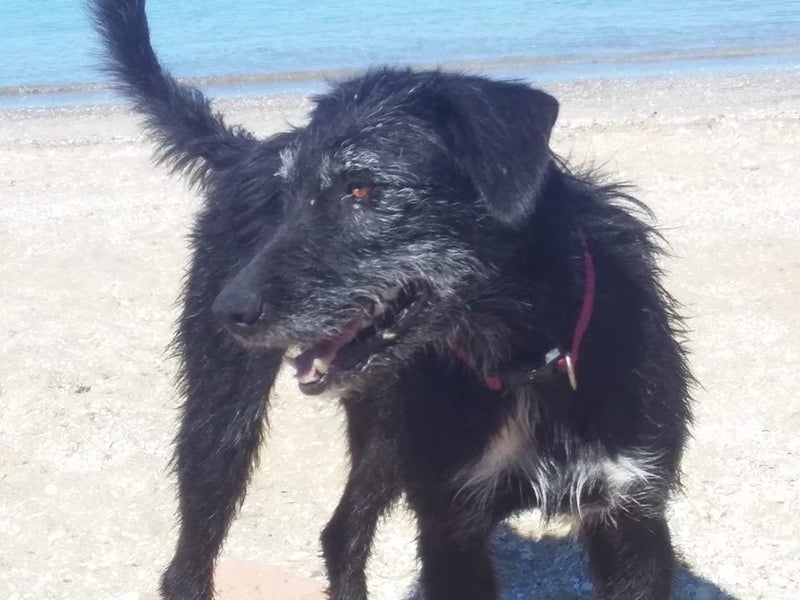 Bess, lost near Te Anau, Southland, end of May Carousel 1
