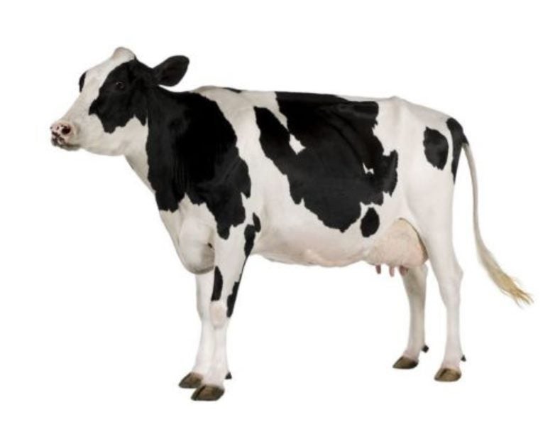 Sticker decal wall fridge children room animal decorate cow black white
