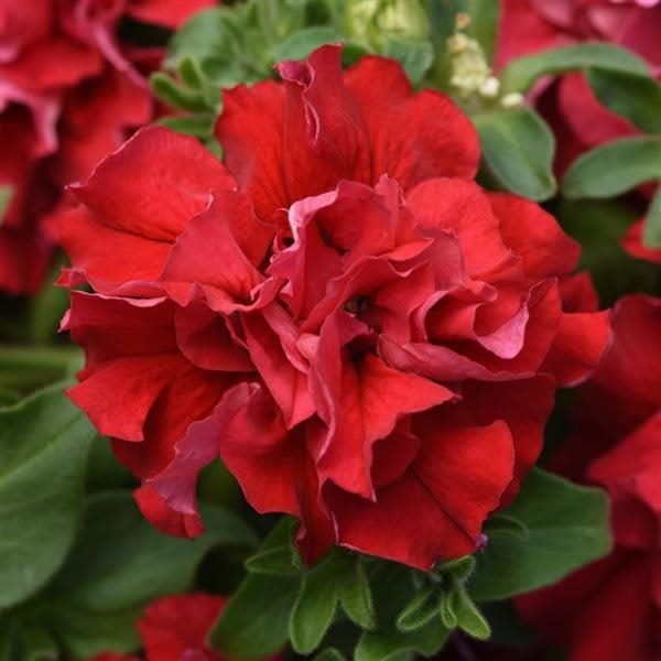 Petunia Cascade Double Valentine Red 20 seeds Carousel 1