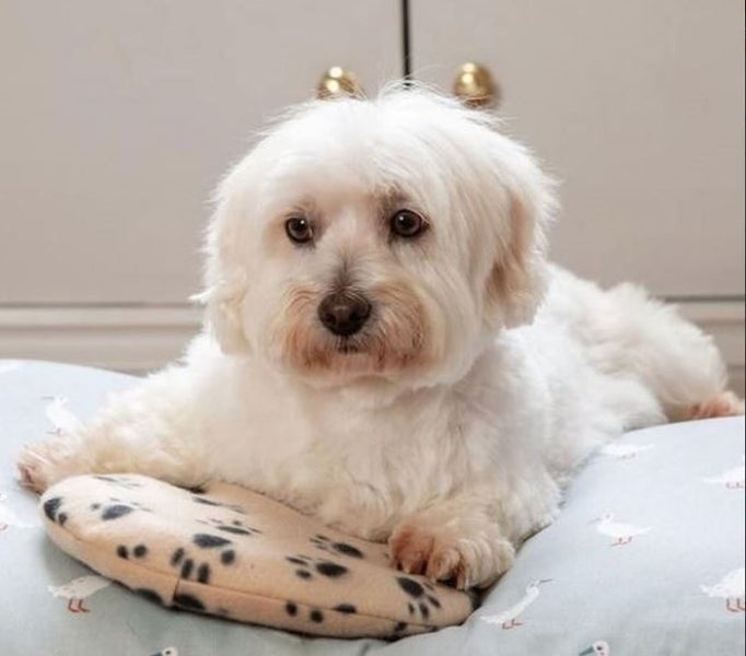 SNUGGLESAFE MICROWAVE PET HEAT PAD Carousel 1