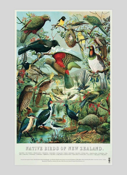 Native Birds of New Zealand Art Print Carousel 1