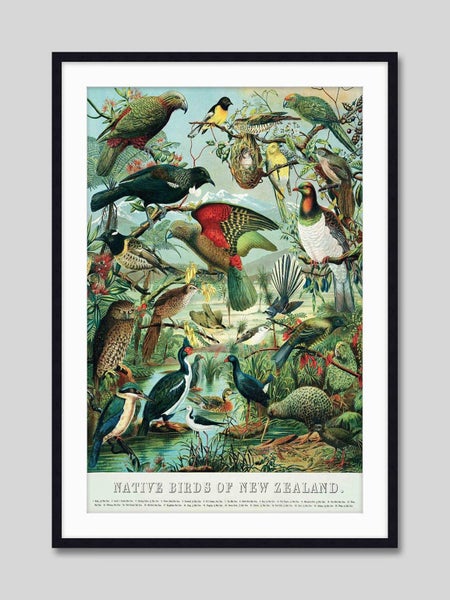 Native Birds of New Zealand Art Print Carousel 2