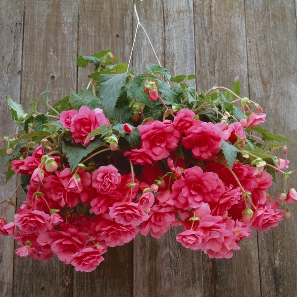 Begonia Sun Dancer Basket Mix Tuberous 15 seeds Carousel 1