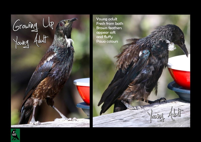 TUI IN OUR GARDEN FREEPOST **BUY ONE GET 1 FREE** Carousel 14
