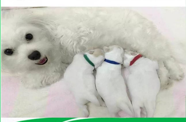 Pet collar kitten puppy collar Brand New Carousel 2